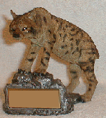 6 inch tall Bobcat school team mascot statue